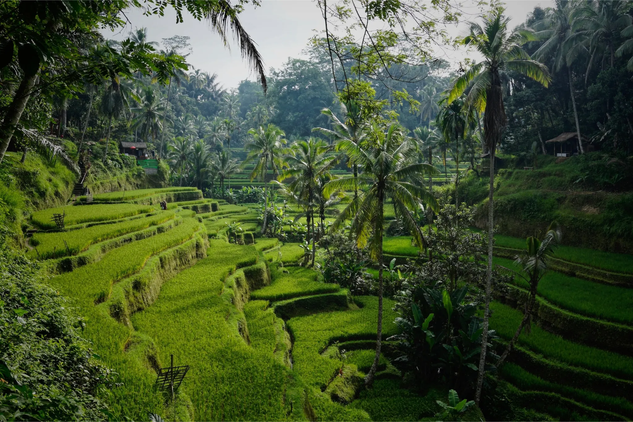 Rice terraces and palm trees near Ubud