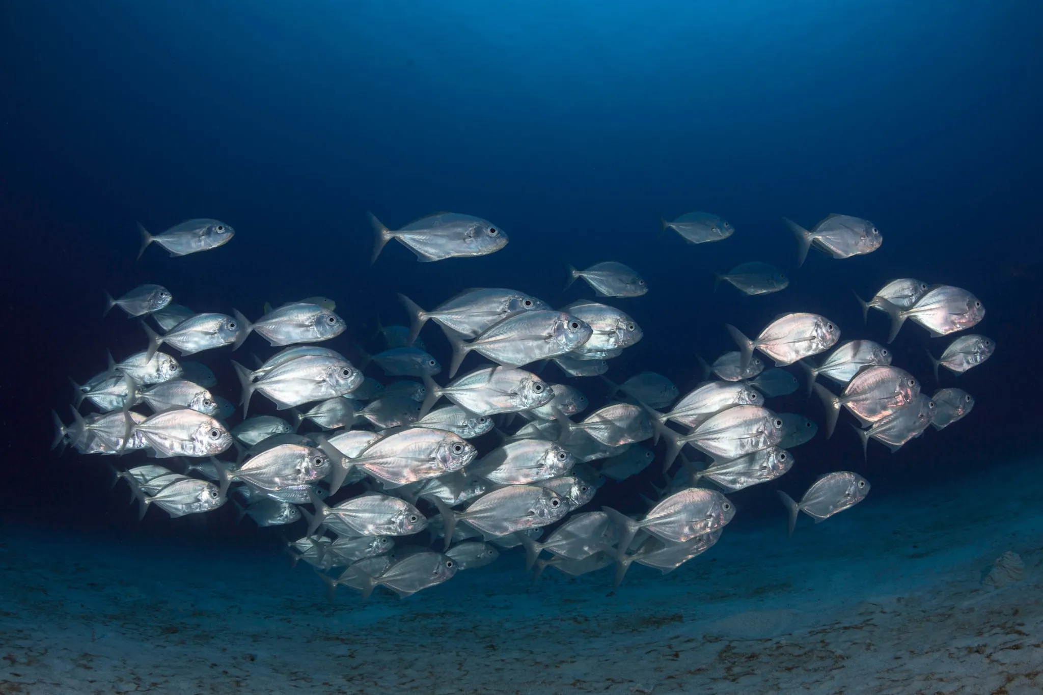 A school of fish underwater off the Amed coast